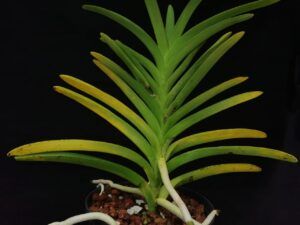 Deficiencias de nutrientes