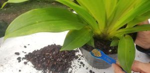 Aplicación y dosificación de Osmocote