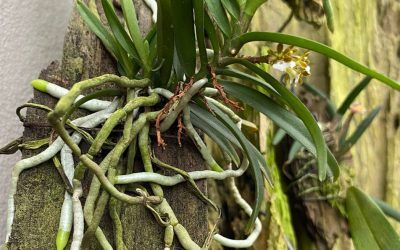 Raíces en orquídeas