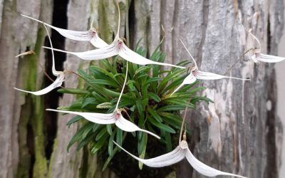 Cultivo de orquídeas Trisetella