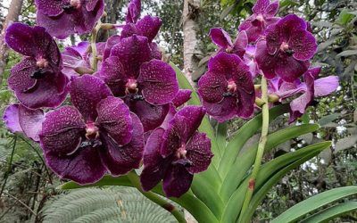 Conferencia orquídeas Vandas