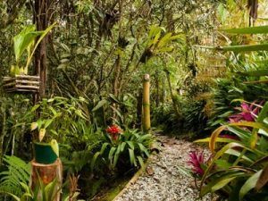 Hábitat en orquídeas