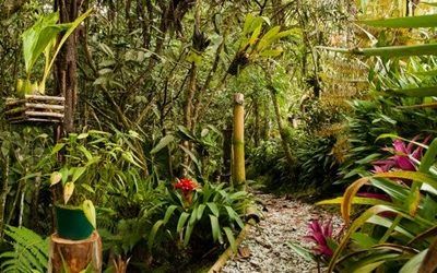 Hábitat en orquídeas