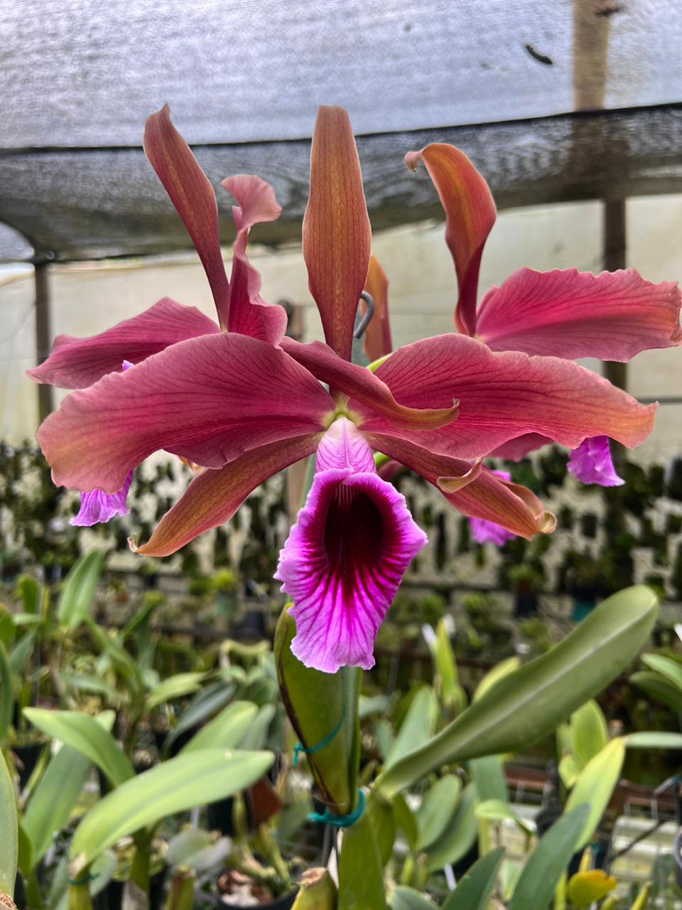 Género Laelia