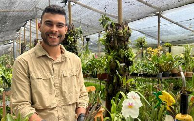 Resiembra de orquídeas