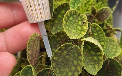 Fertilización en orquídeas miniatura