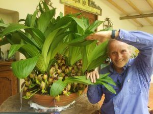 Inducción de floración en orquídeas