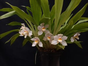 Orquídeas de Exposición