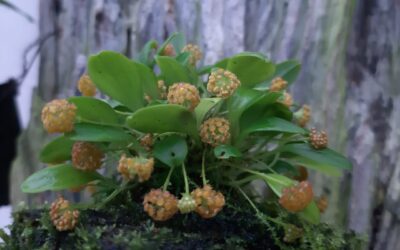 Cultivo de Platystele