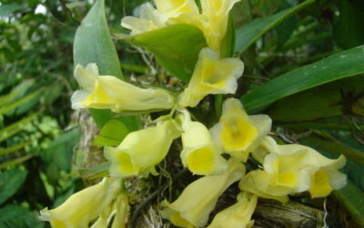 Cultivo de Rodriguezia