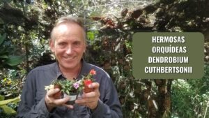 Cultivo de Dendrobium cuthbertsonii