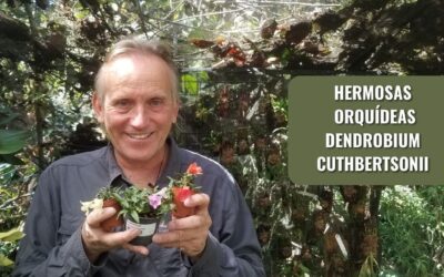 Cultivo de Dendrobium cuthbertsonii