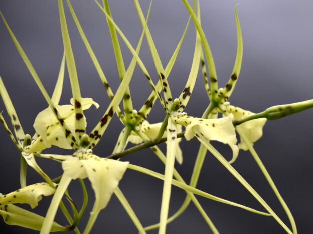 Cultivo de Brassia course image