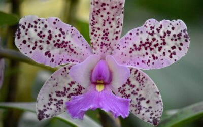 Estructura de las flores