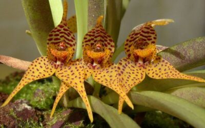 Cultivo de Dryadella