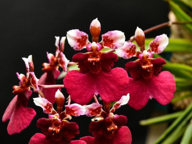 Cultivo de Tolumnia course image