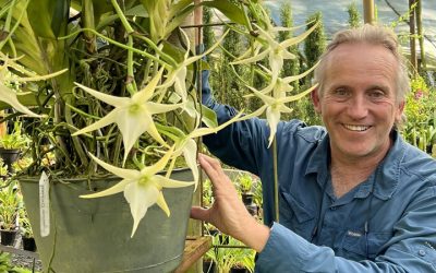 Cultivo de Angraecum