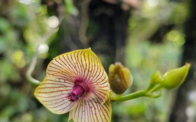 Cultivo de Telipogon