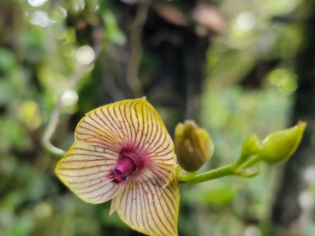 Cultivo de Telipogon course image