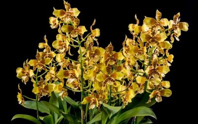 Cultivo de Rossioglossum