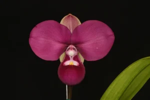 Identificación de orquídeas