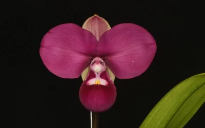 Identificación de orquídeas