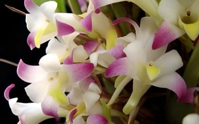 Cultivo de orquídeas Coelia