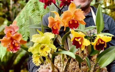 Exposición de Orquídeas